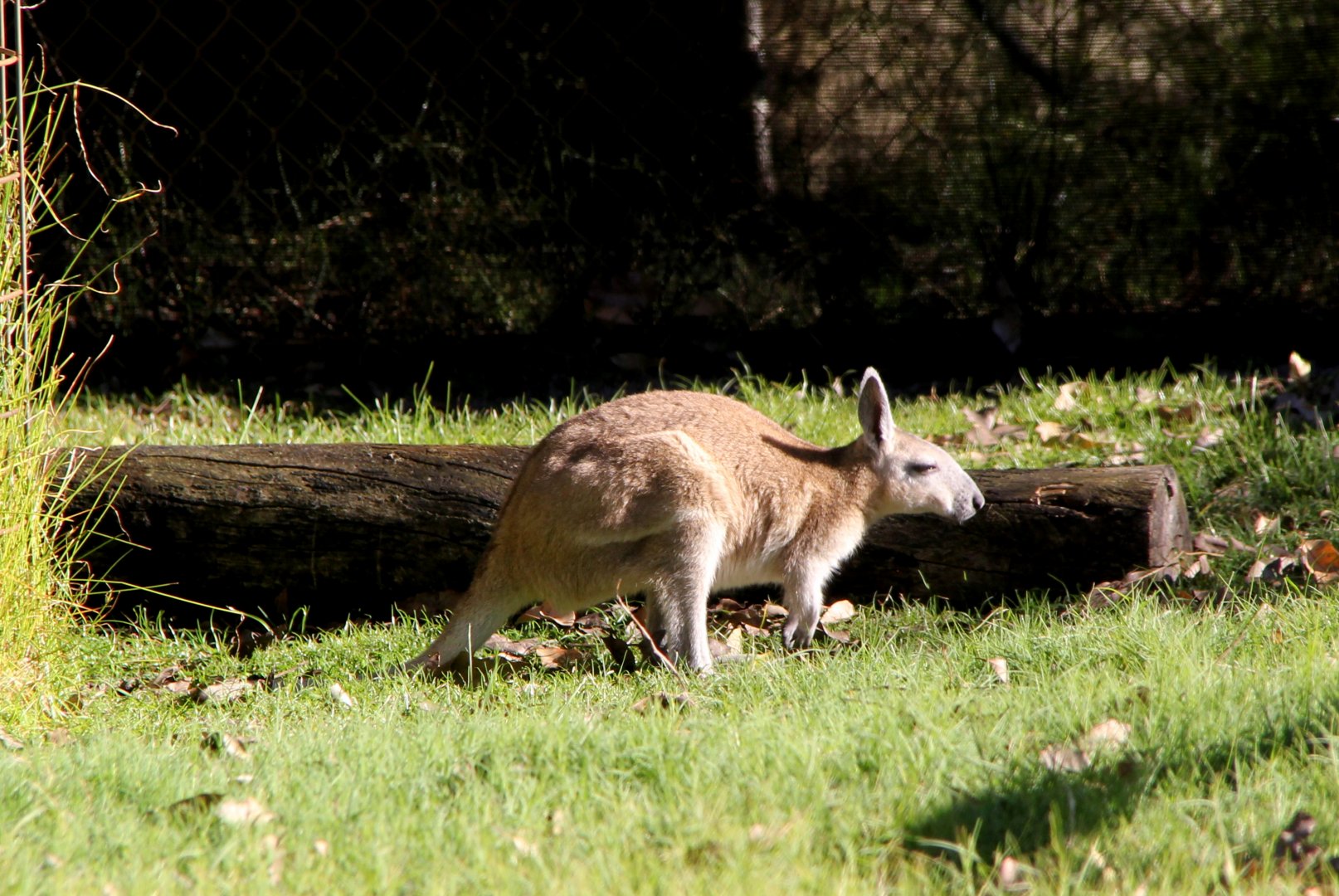 northern nail-tail wallaby (Onychogalea unguifera)