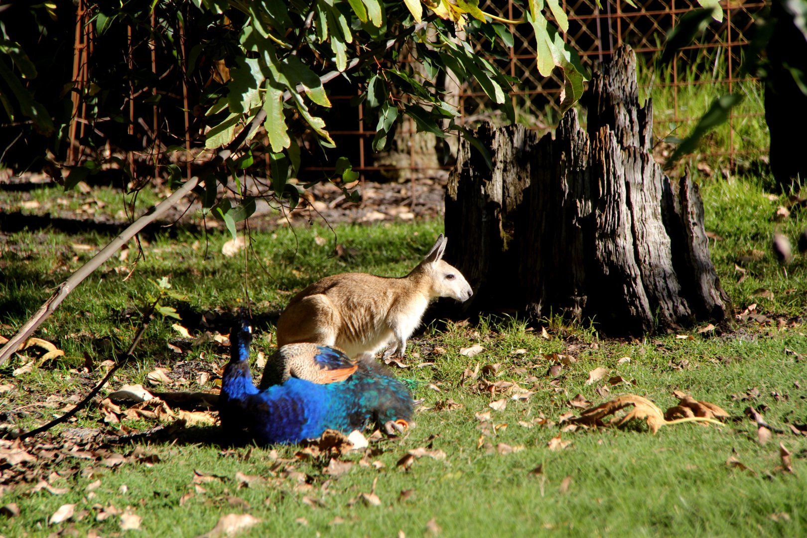 northern nail-tail wallaby (Onychogalea unguifera)