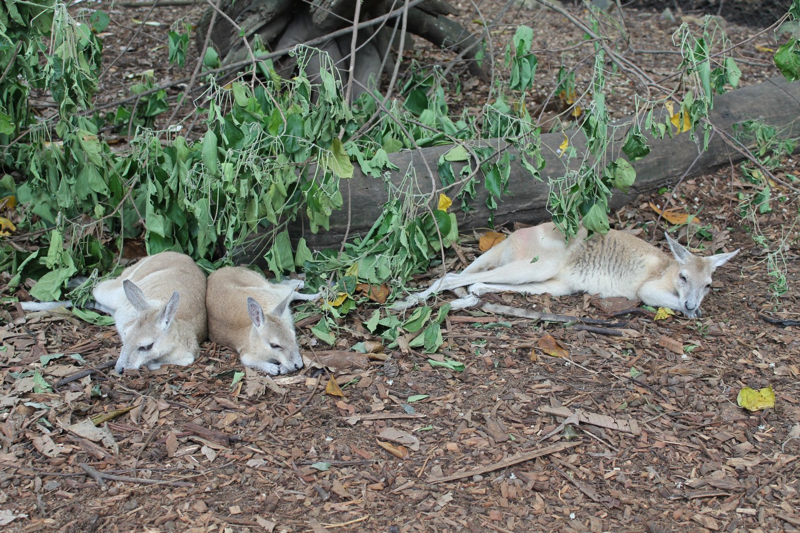 Northern Nailtail-wallabies (Onychogalea unguifera)