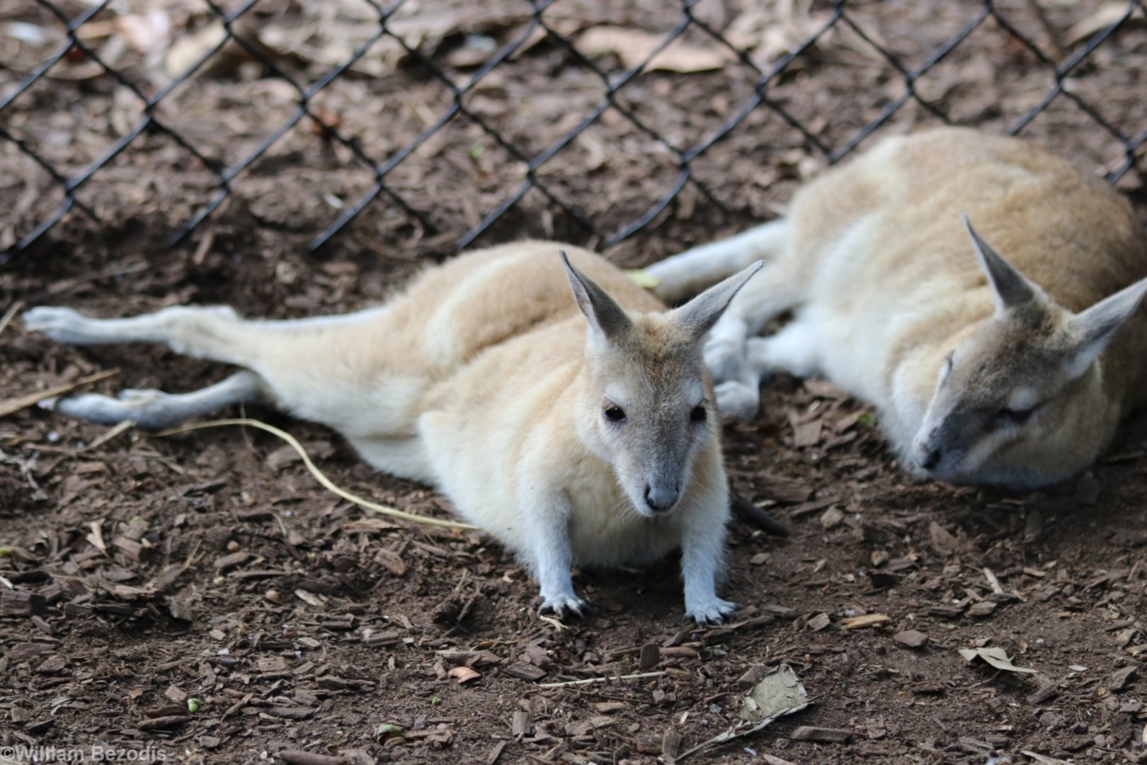 Northern Nailtail Wallabies