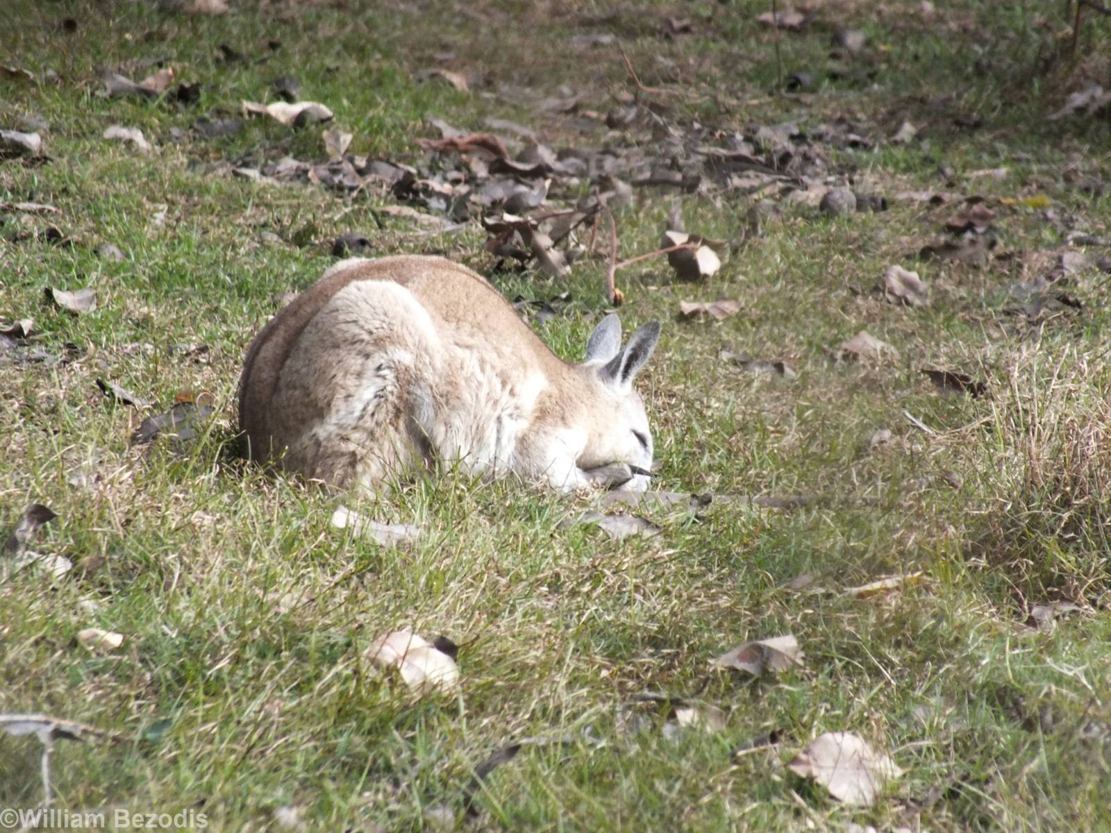 Northern Nailtail Wallaby - Caversham Wildlife Park