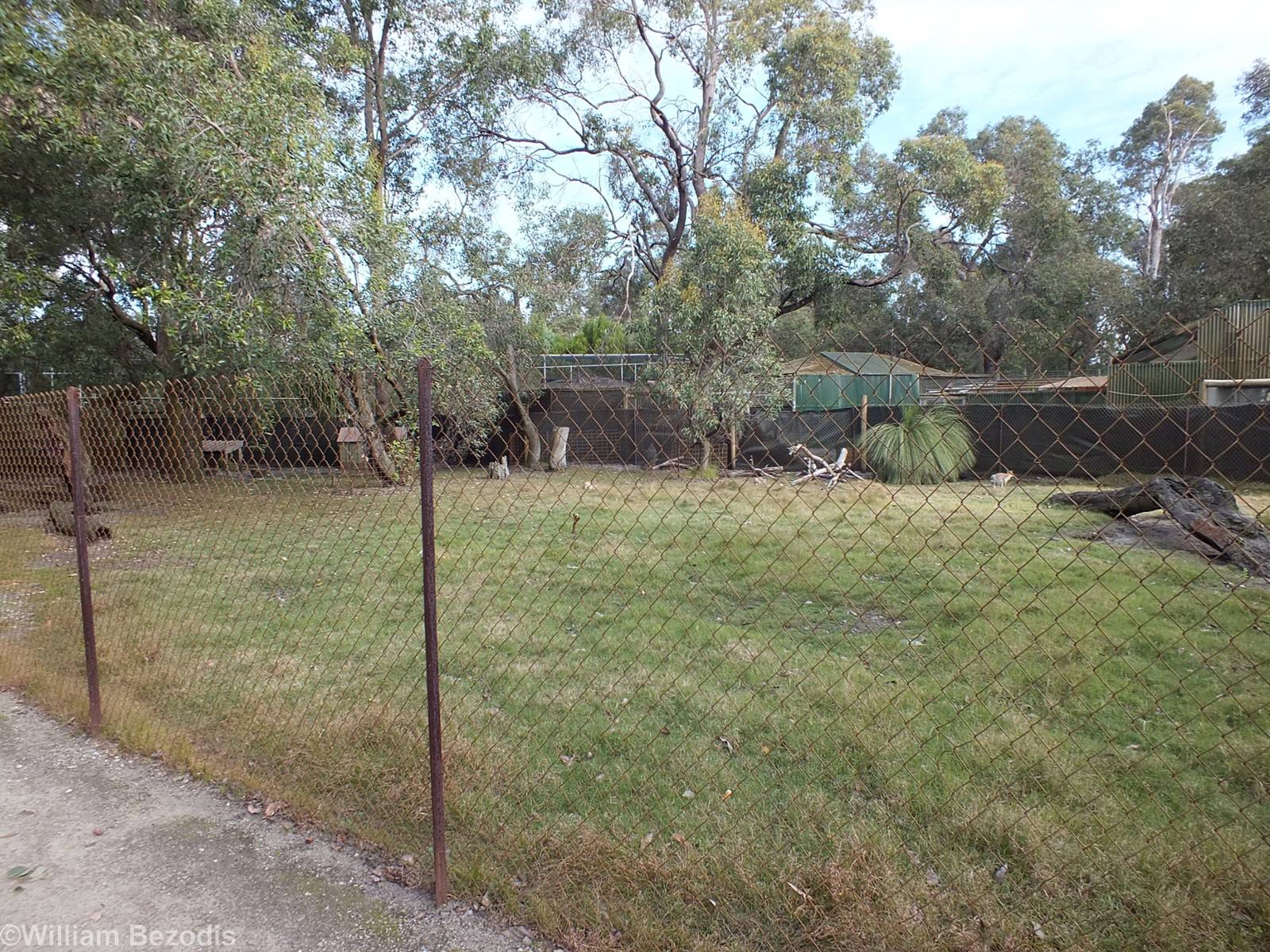 Northern Nailtail Wallaby Enclosure - Caversham Wildlife Park
