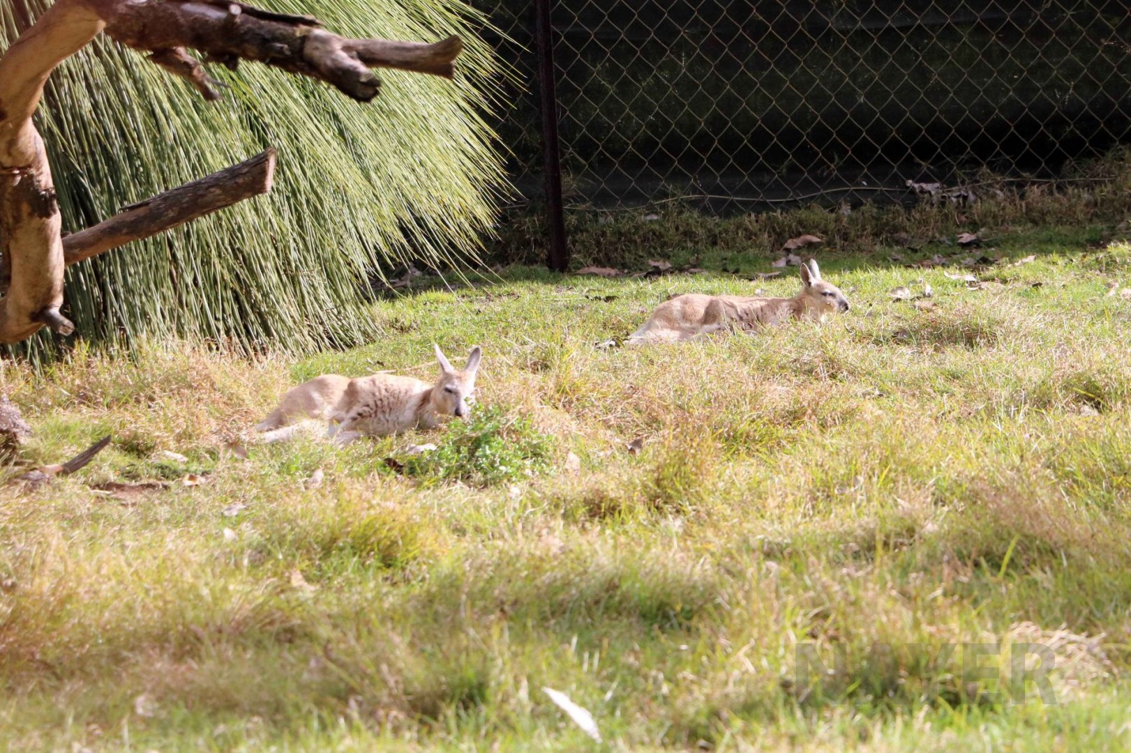 Northern nailtail wallaby, June 2016