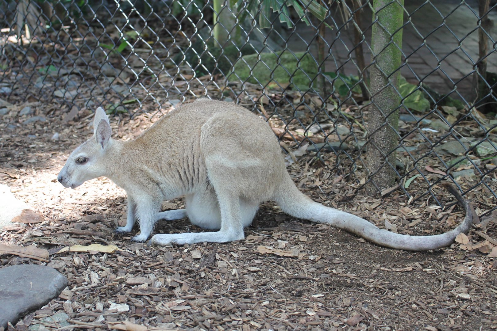 Northern Nailtail-wallaby (Onychogalea unguifera)