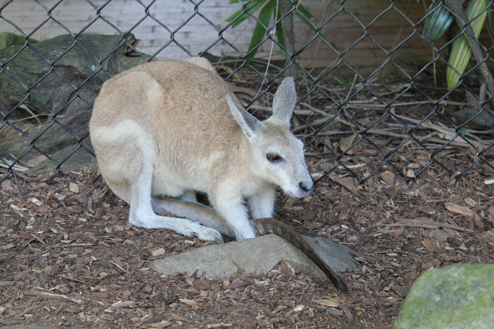 Northern Nailtail-wallaby (Onychogalea unguifera)