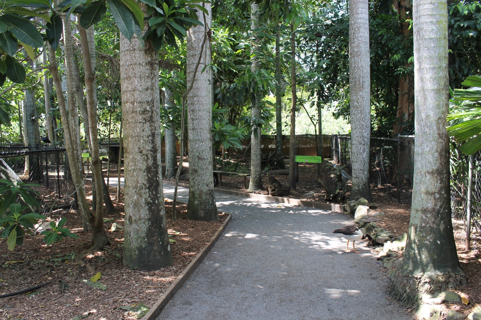 Northern Nailtail-wallaby walk-through