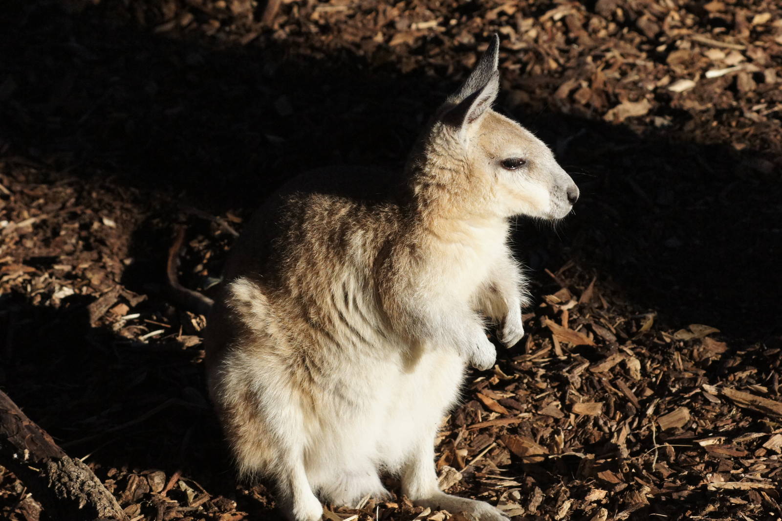 Northern nailtail wallaby