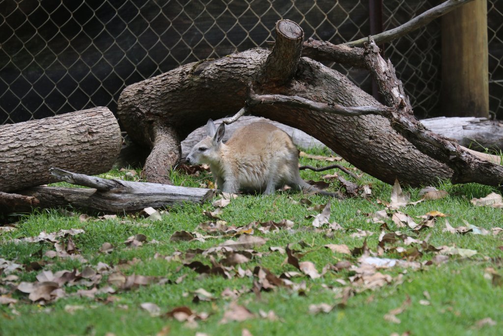 Northern Nailtail Wallaby