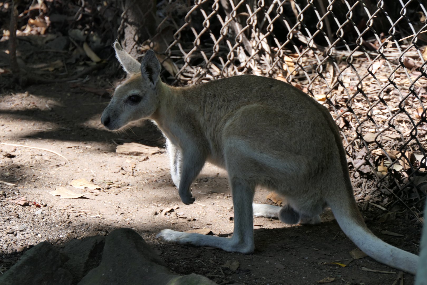 Northern Nailtail Wallaby