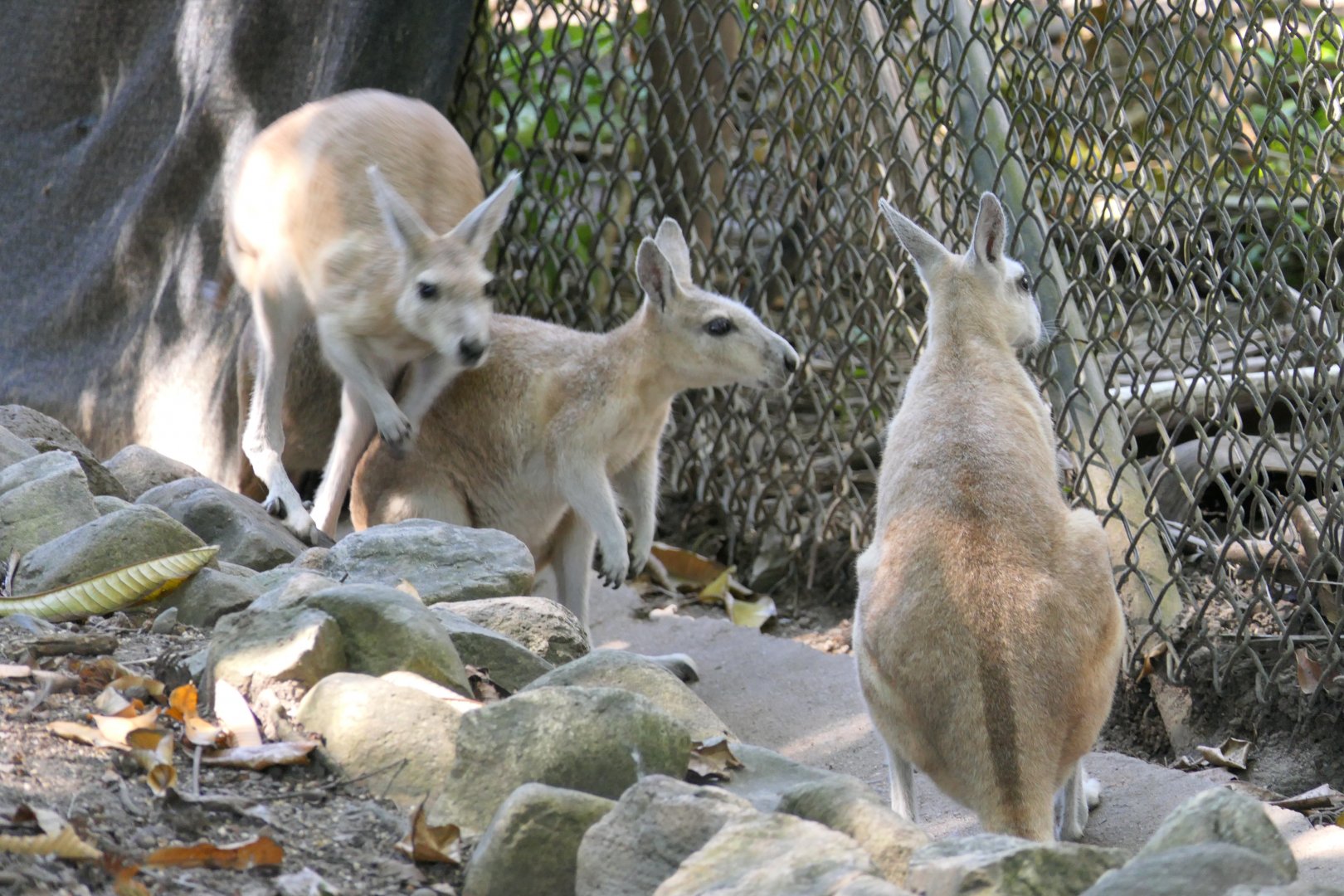 Northern Nailtail Wallaby