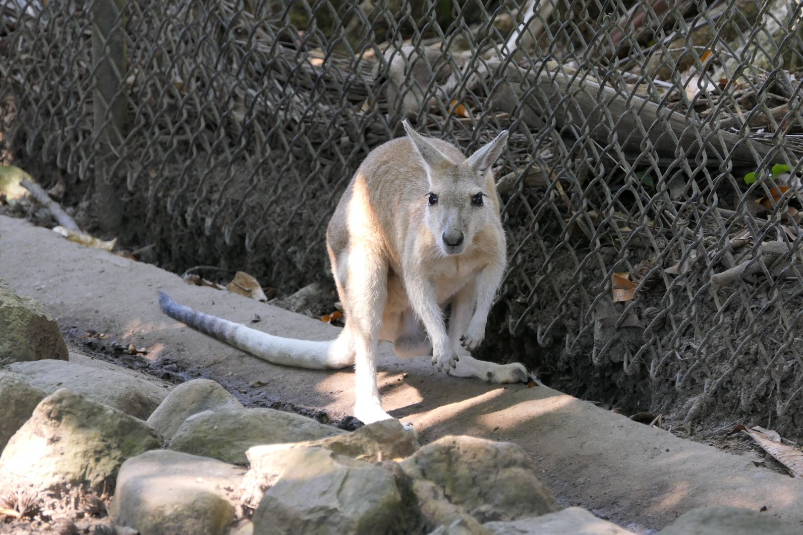 Northern Nailtail Wallaby