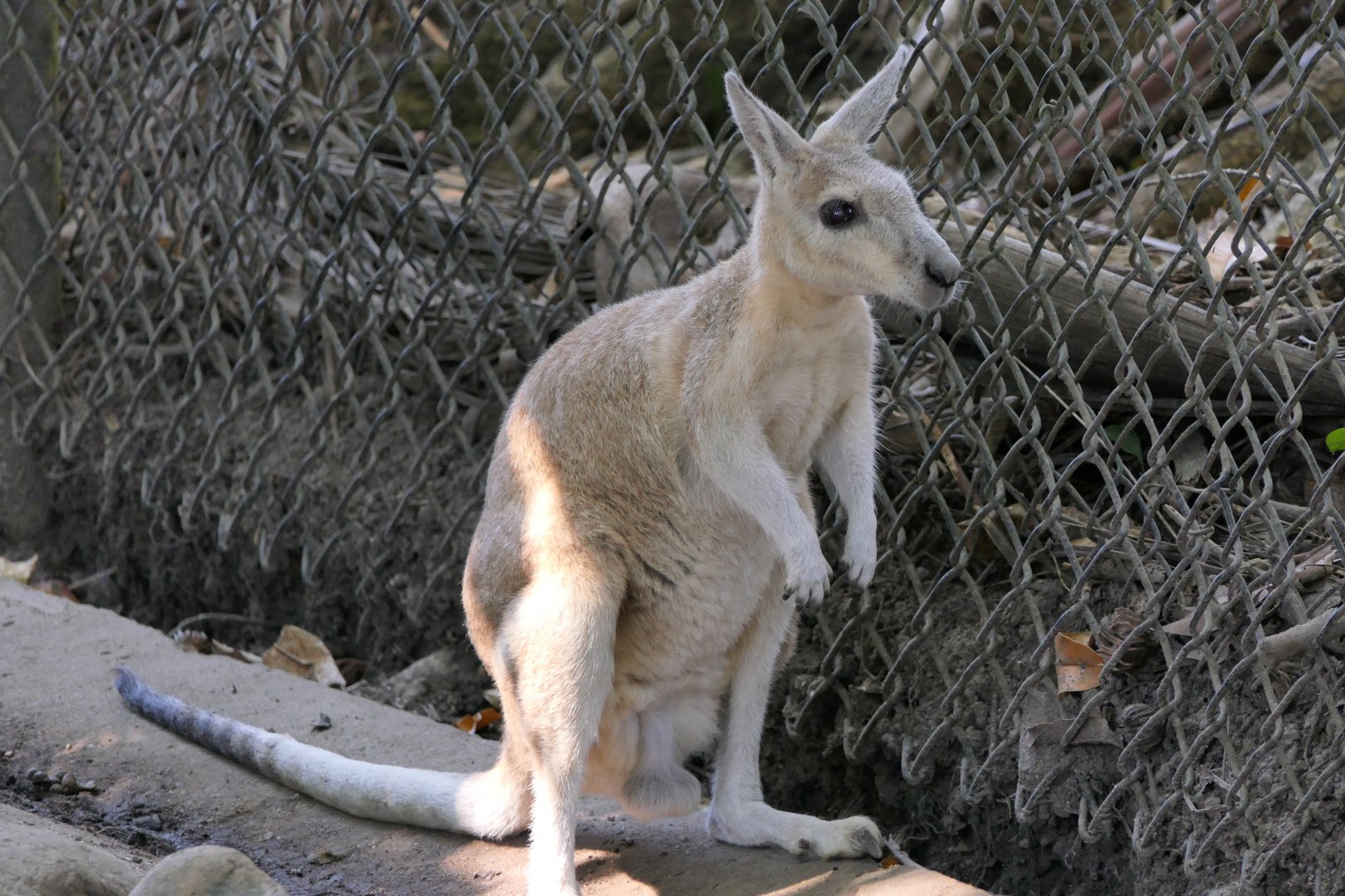 Northern Nailtail Wallaby