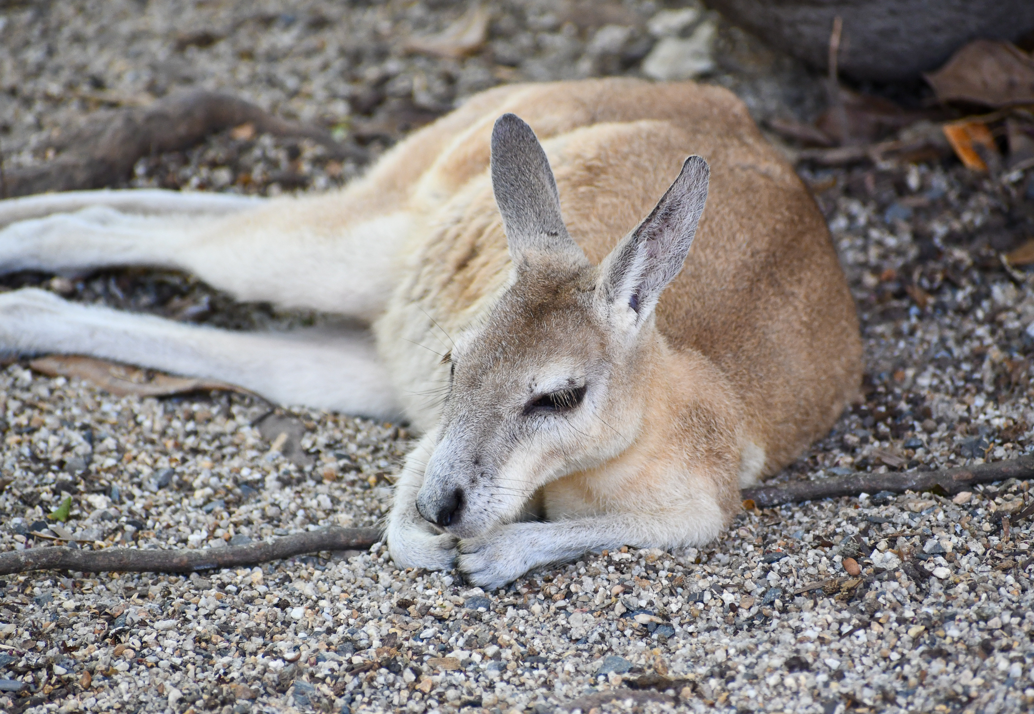 Northern Nailtail Wallaby