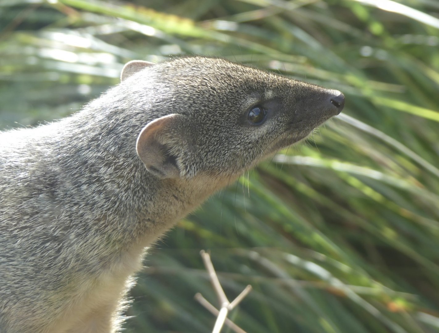 Northern Narrow Striped Boky - 21.10.24