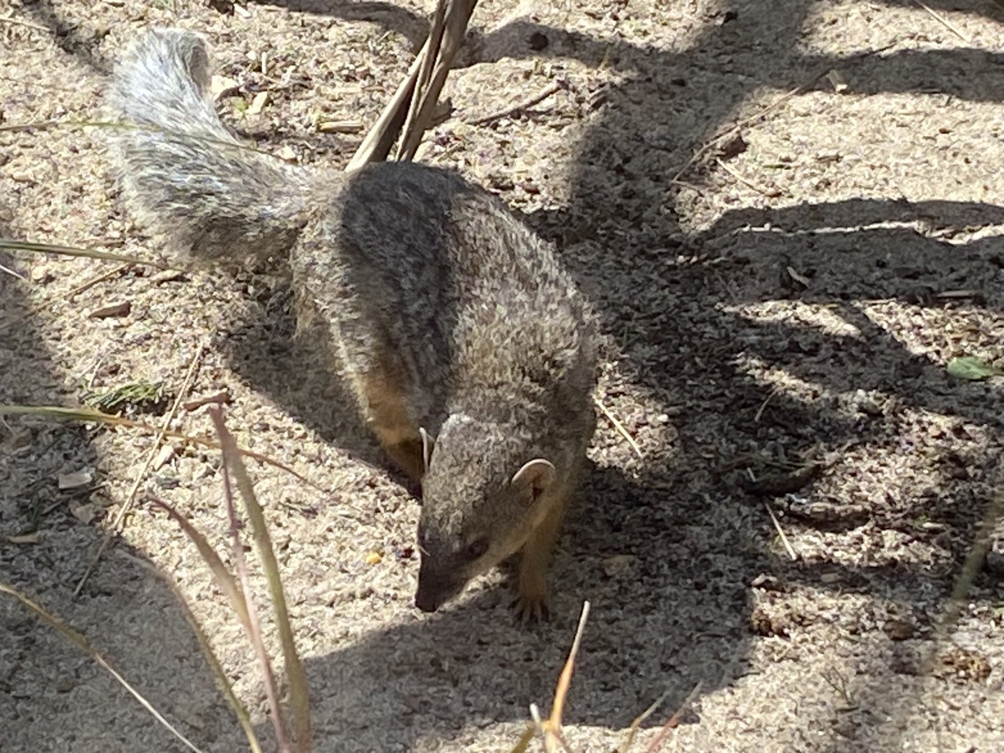 Northern Narrow-striped boky 240424
