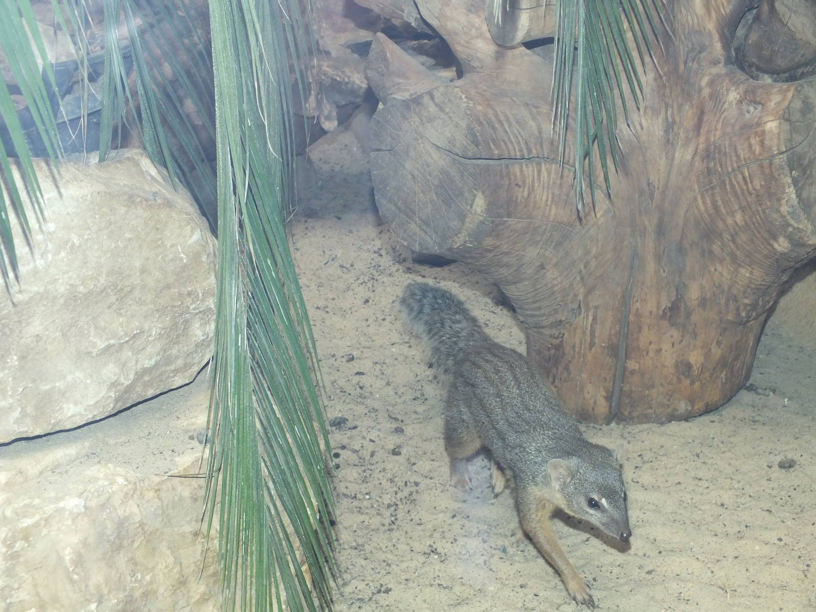 Northern Narrow-striped Boky (Mungotictis decemlineata decemlineata) at Zoo