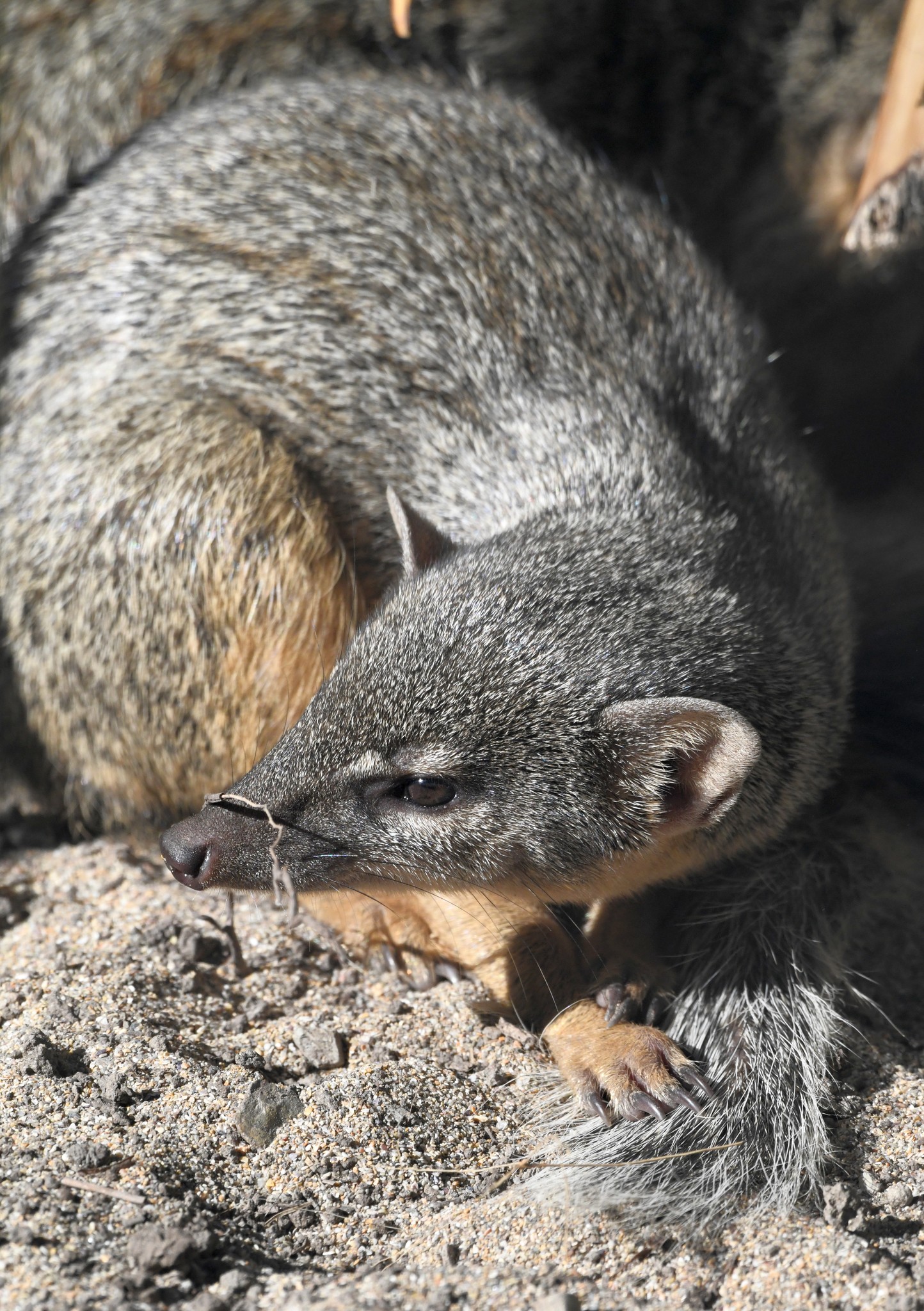 Northern Narrow-striped Boky - Mungotictis decemlineata decemlineata