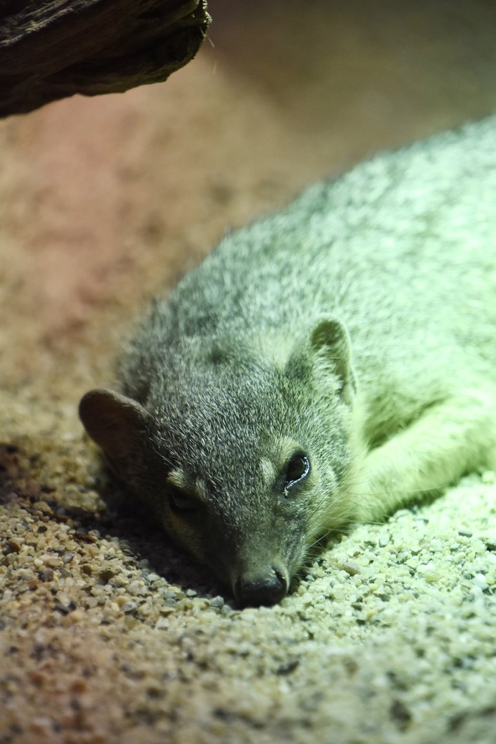 Northern narrow-striped boky, Mungotictis decemlineata