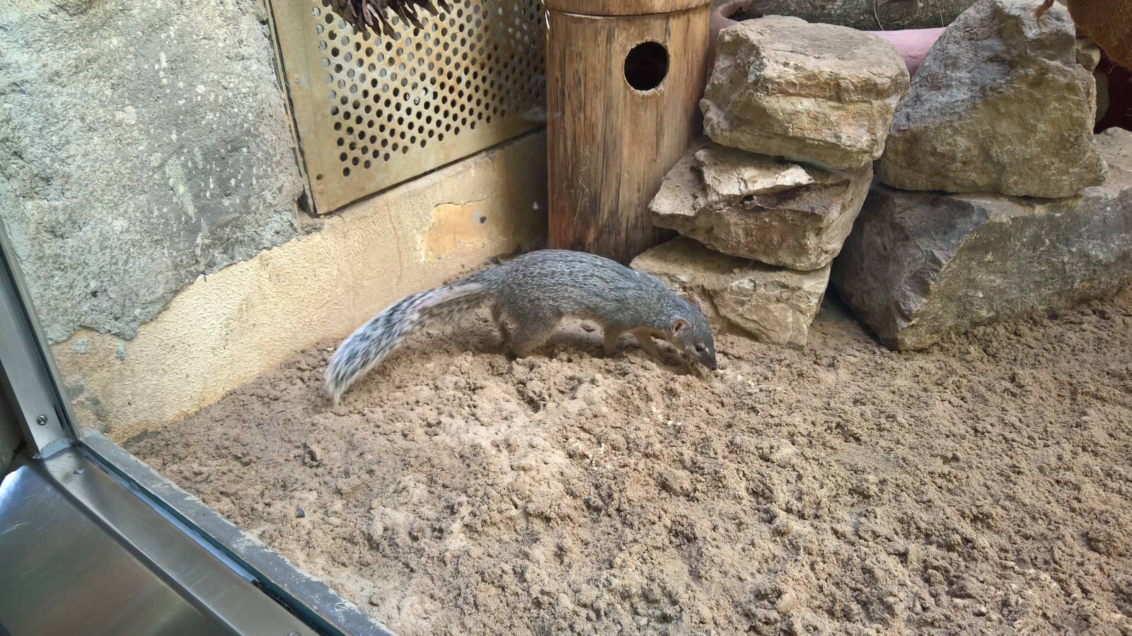 Northern Narrow-striped boky