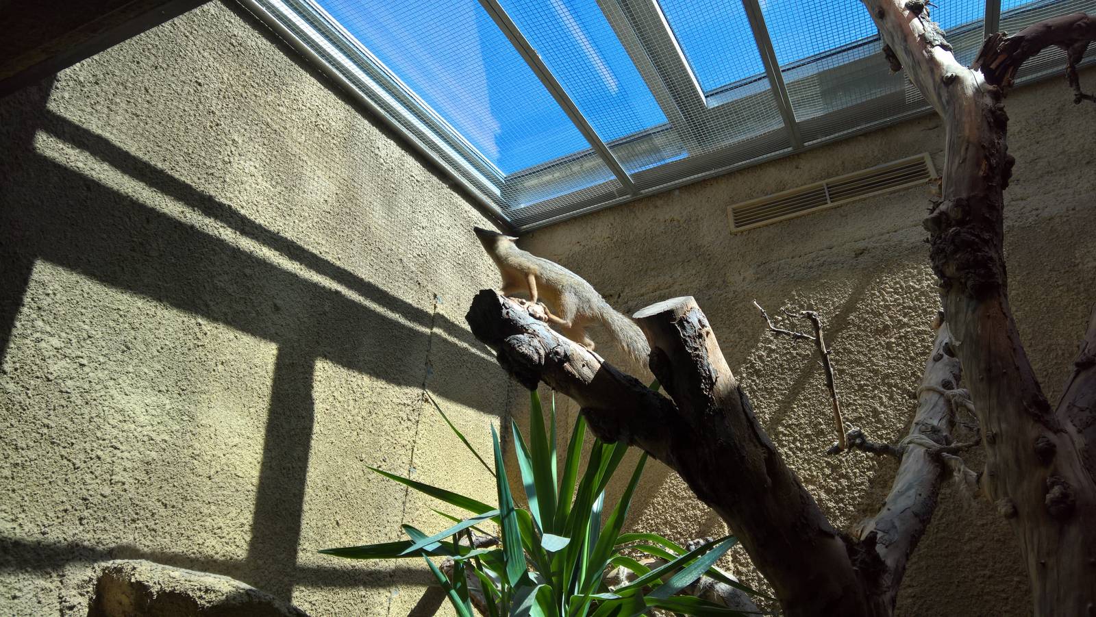 Northern Narrow-striped boky