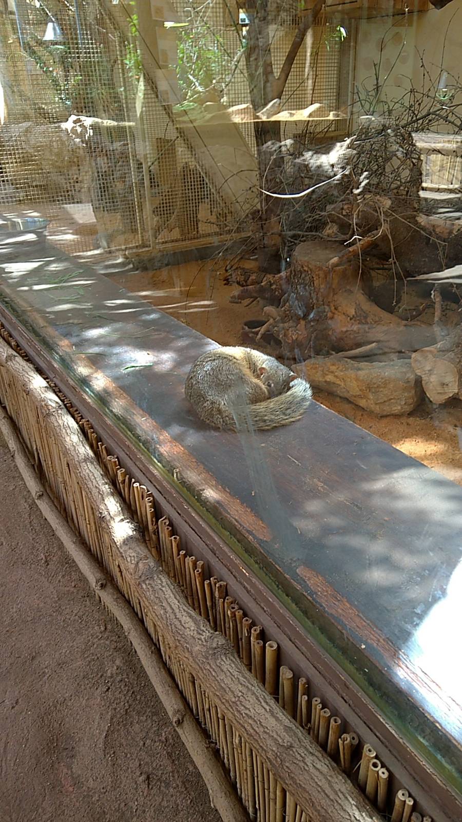 Northern Narrow-striped boky