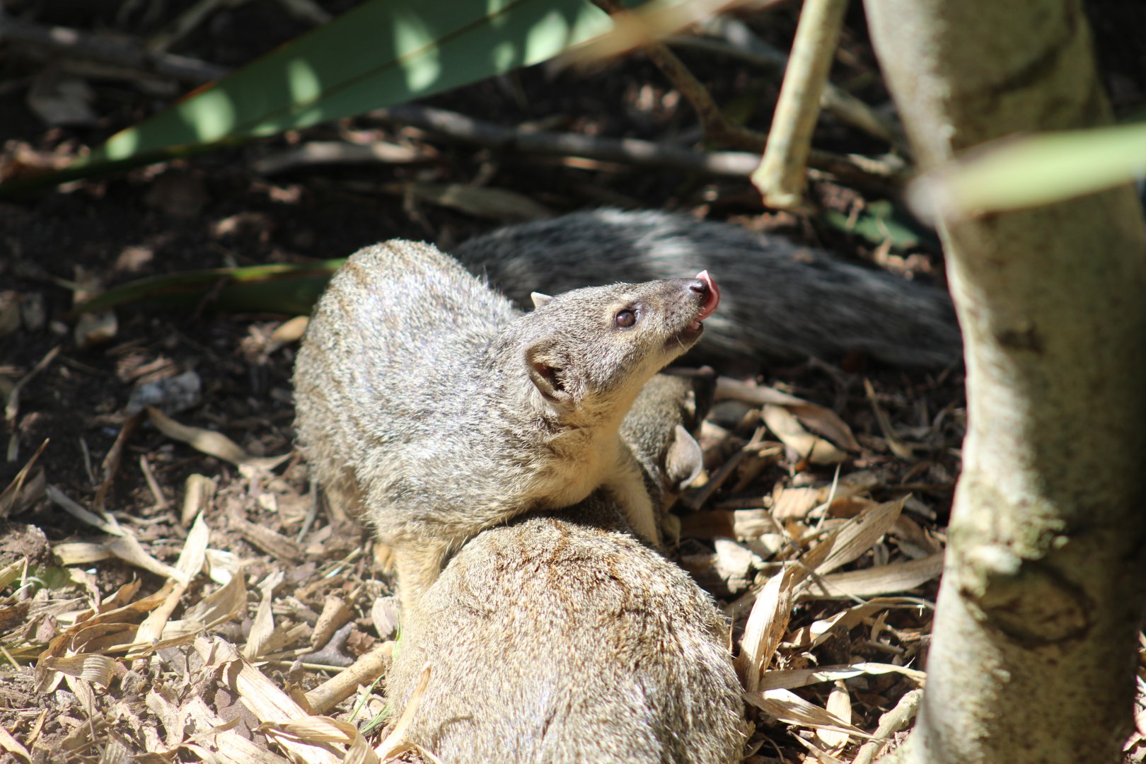 Northern Narrow-Striped Boky