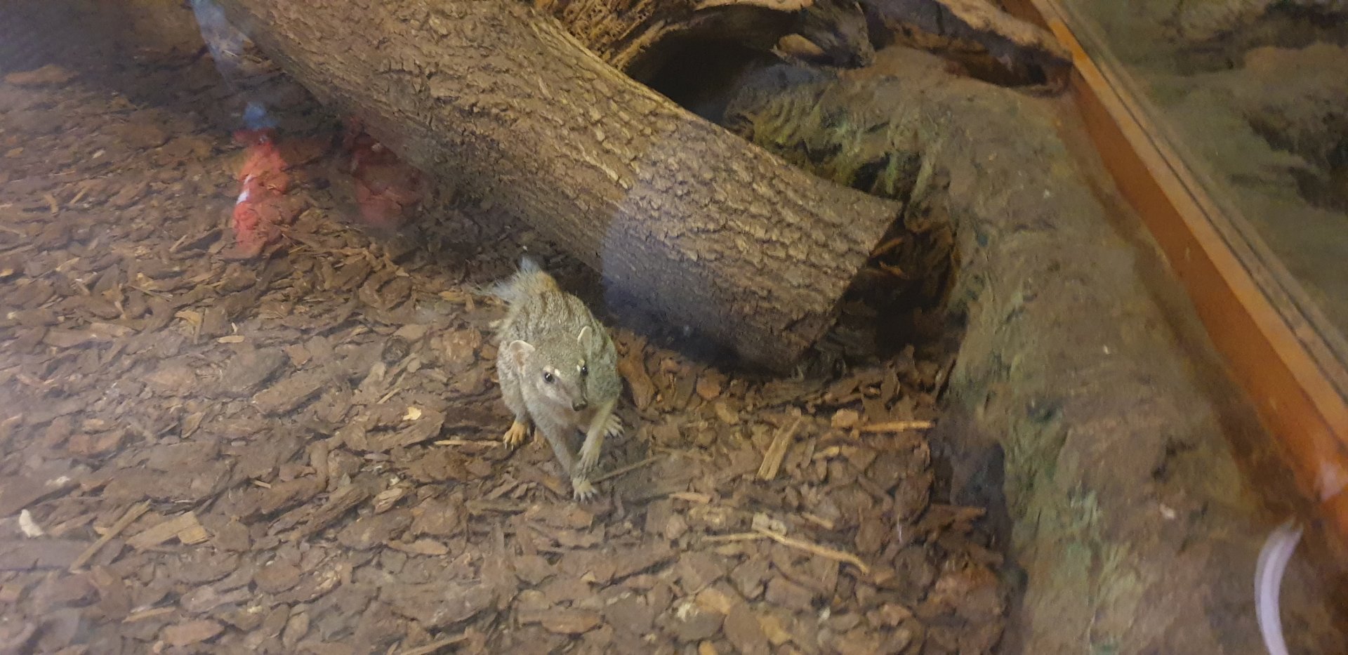 Northern Narrow-striped boky