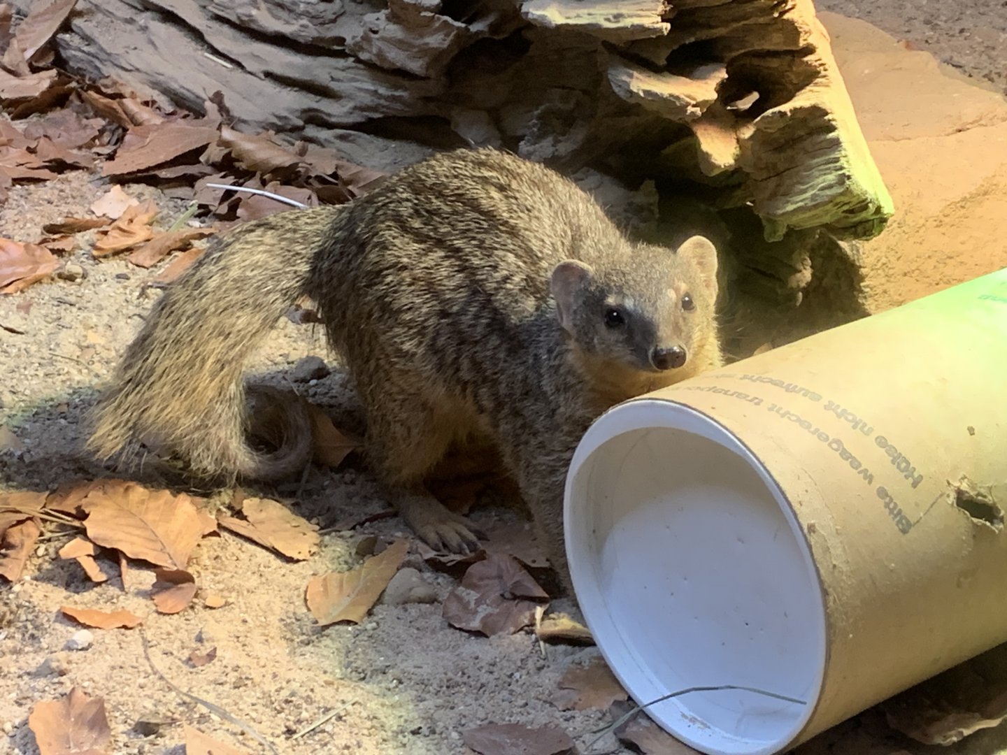 Northern Narrow-striped boky