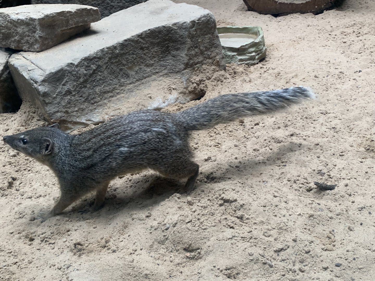 Northern Narrow-striped boky