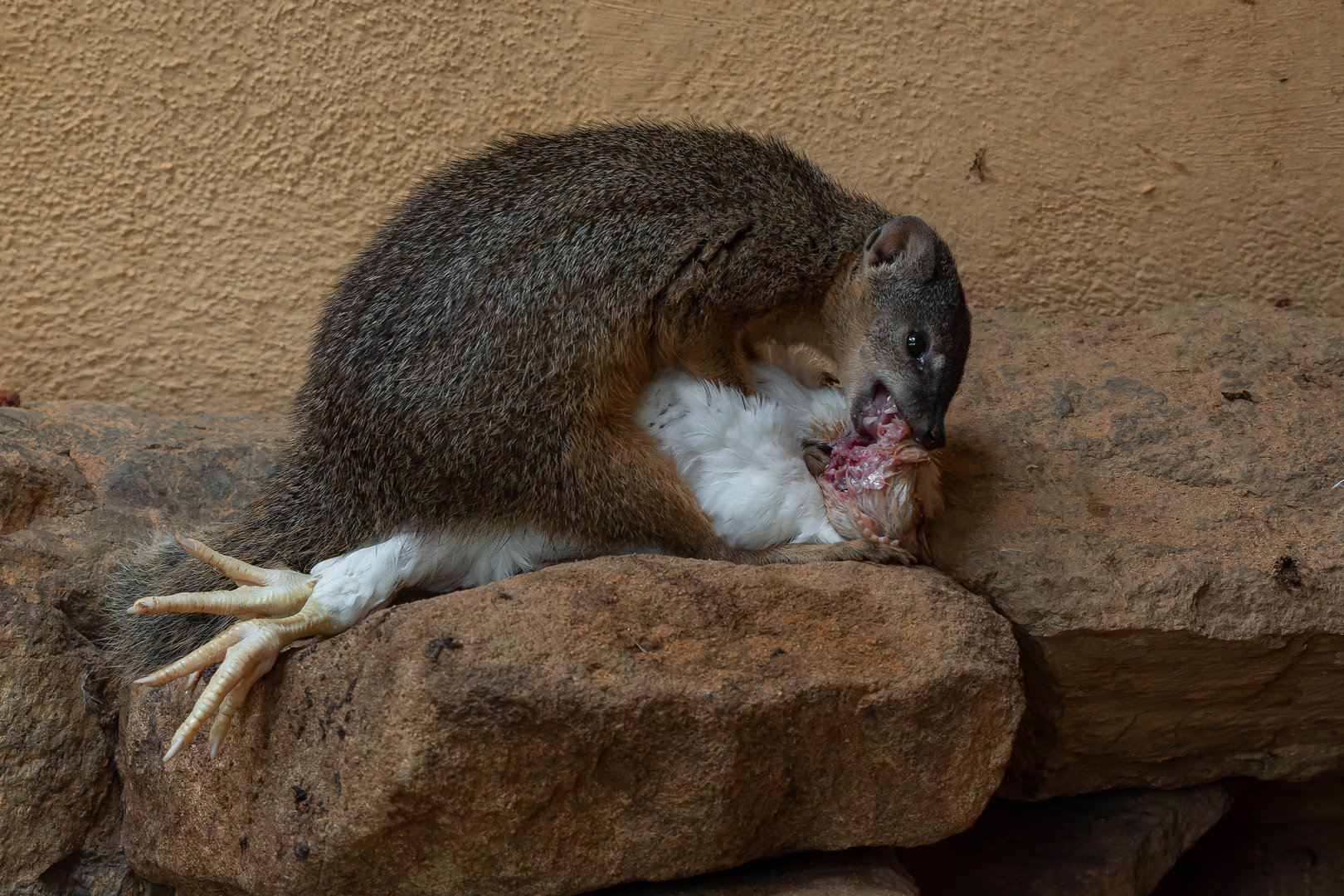 Northern narrow-striped mongoose (Mungotictis decemlineata decemlineata)
