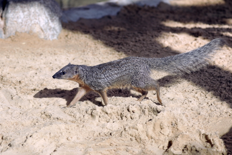 Northern narrow-striped mongoose (Mungotictis decemlineata decemlineata)