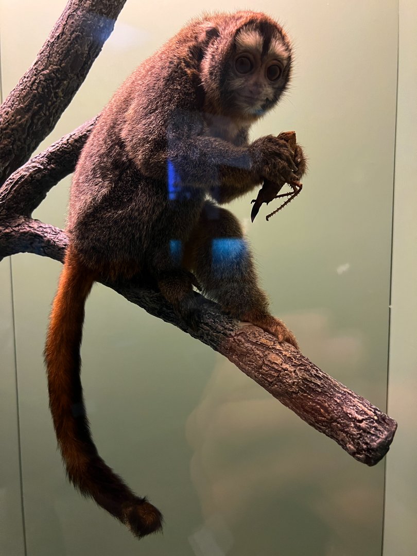 Northern Night Monkey