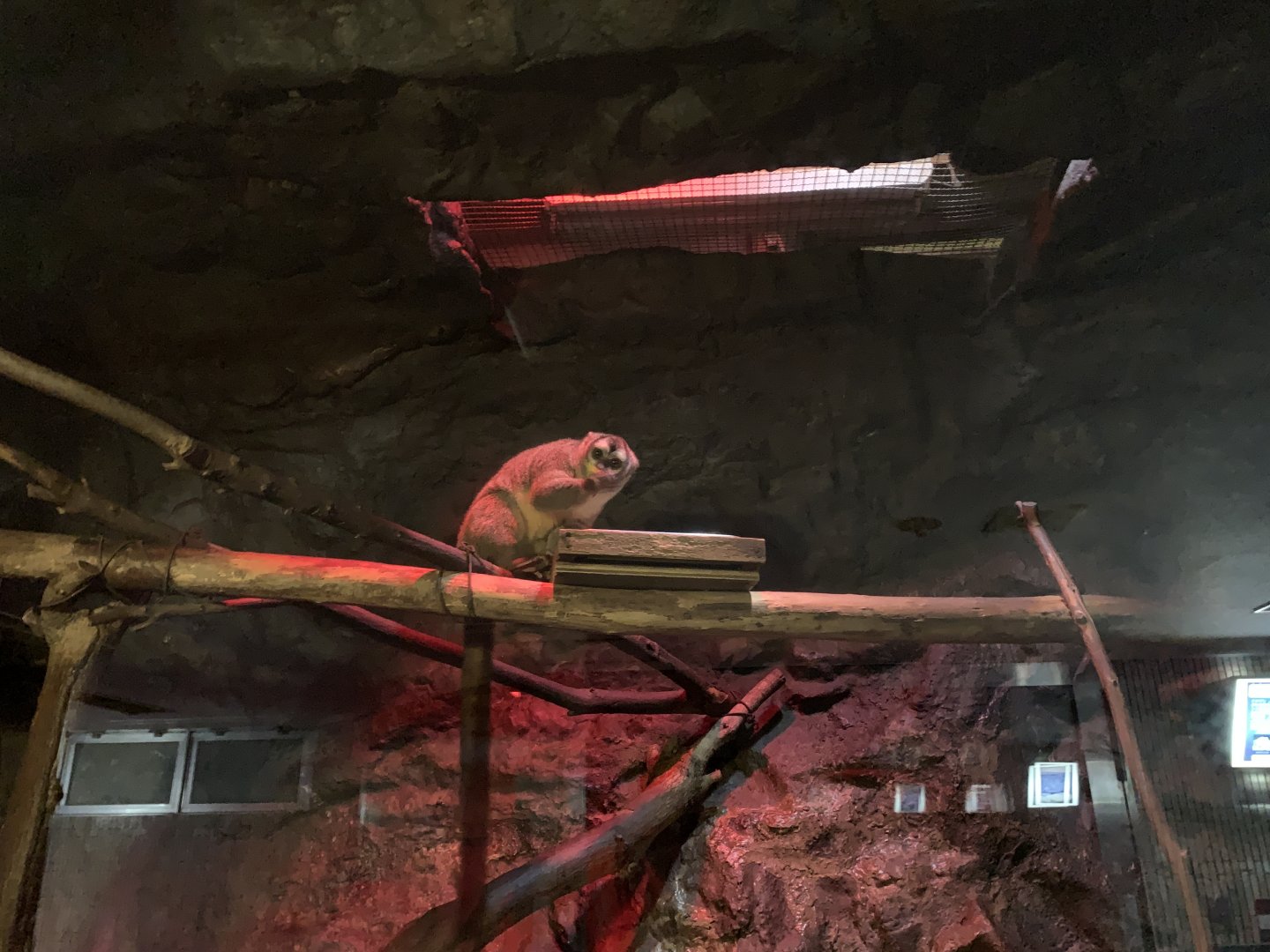 Northern Night Monkey