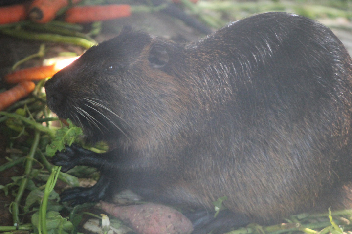 Northern nutria (Myocastor coypus cf. bonariensis)