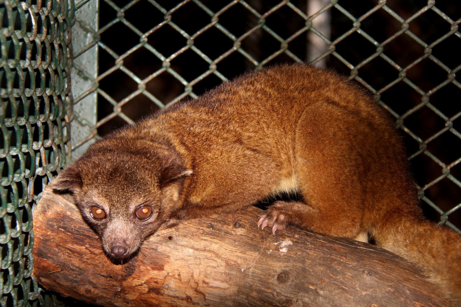 northern olingo (Bassaricyon gabbii)