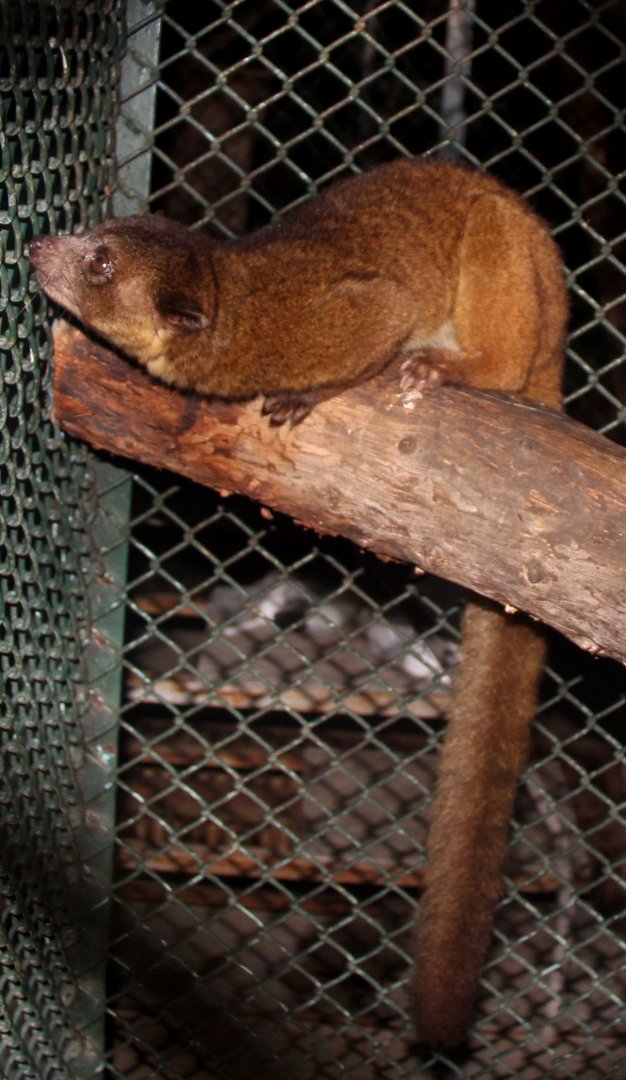 northern olingo (Bassaricyon gabbii)