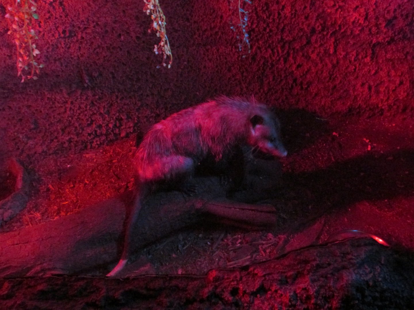 Northern opossum