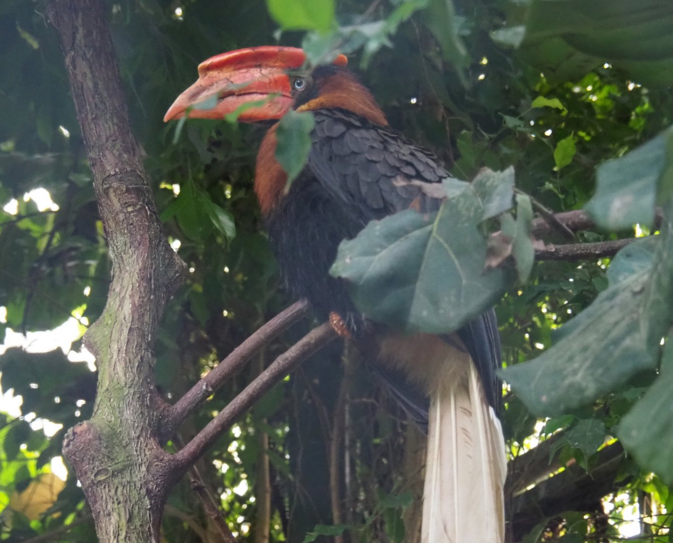 Northern or rufous hornbill (Buceros hydrocorax hydrocorax), Sep 2nd, 2018