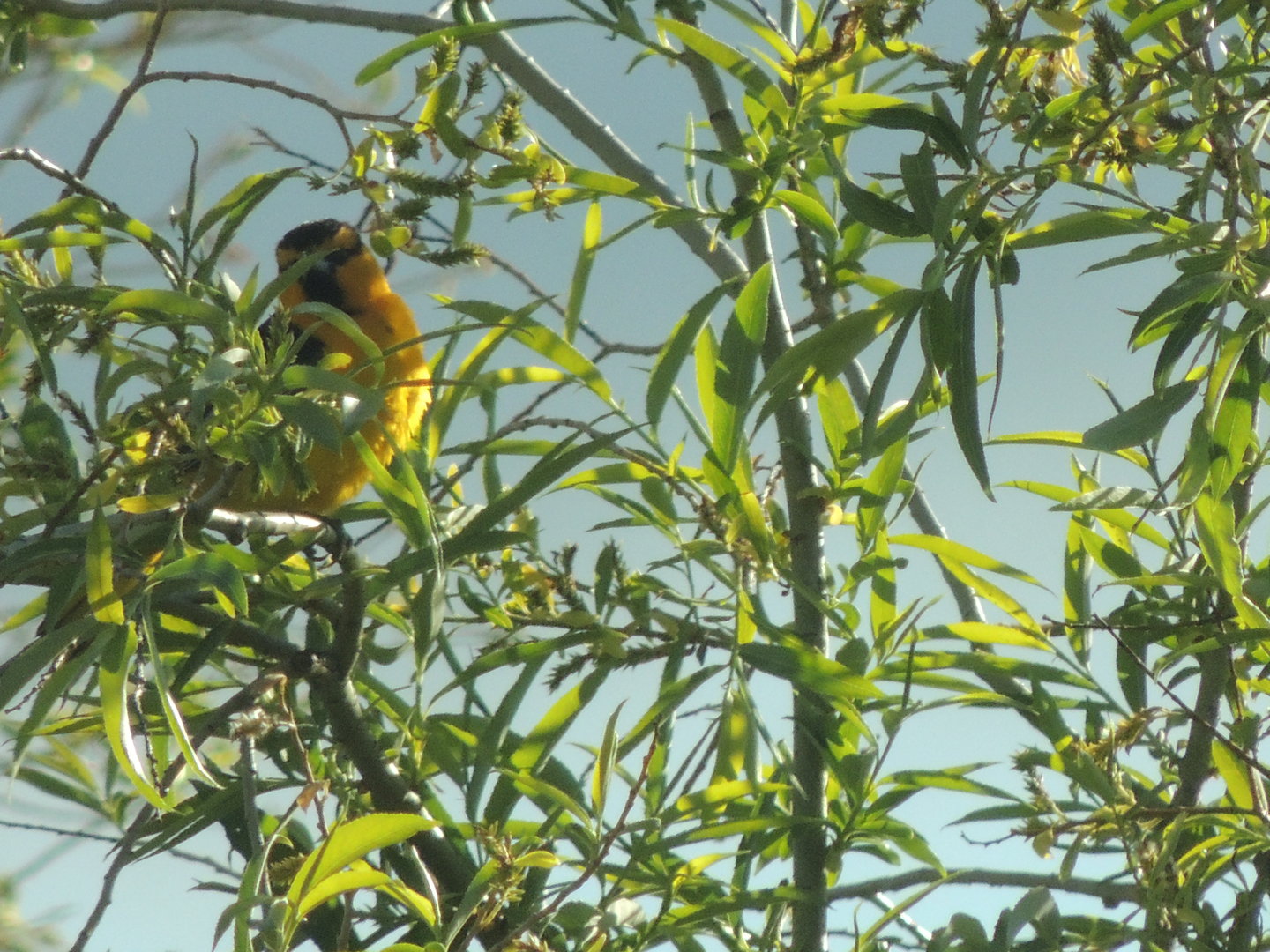 northern oriole in oregon