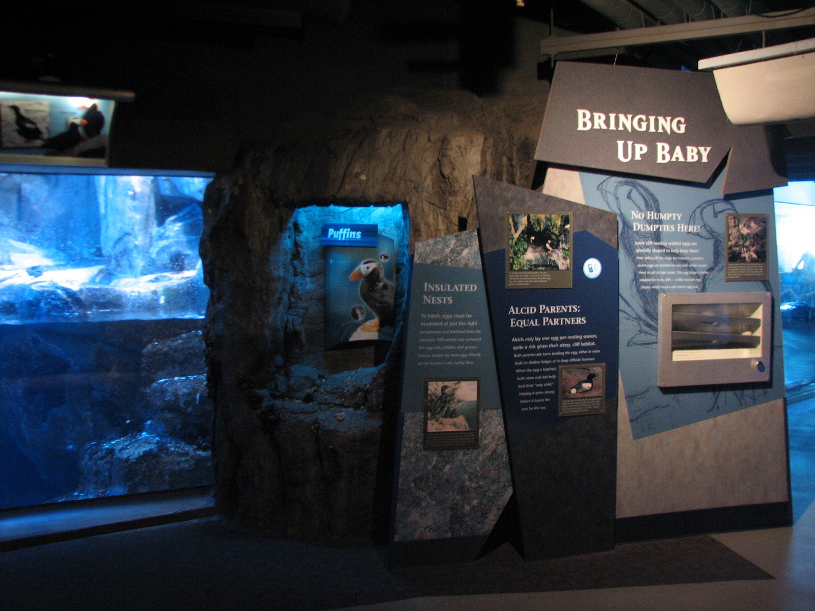 Northern Pacific Gallery - Diving Birds Exhibit