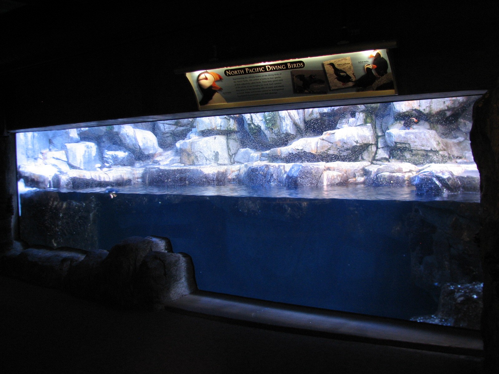 Northern Pacific Gallery - Diving Birds Exhibit