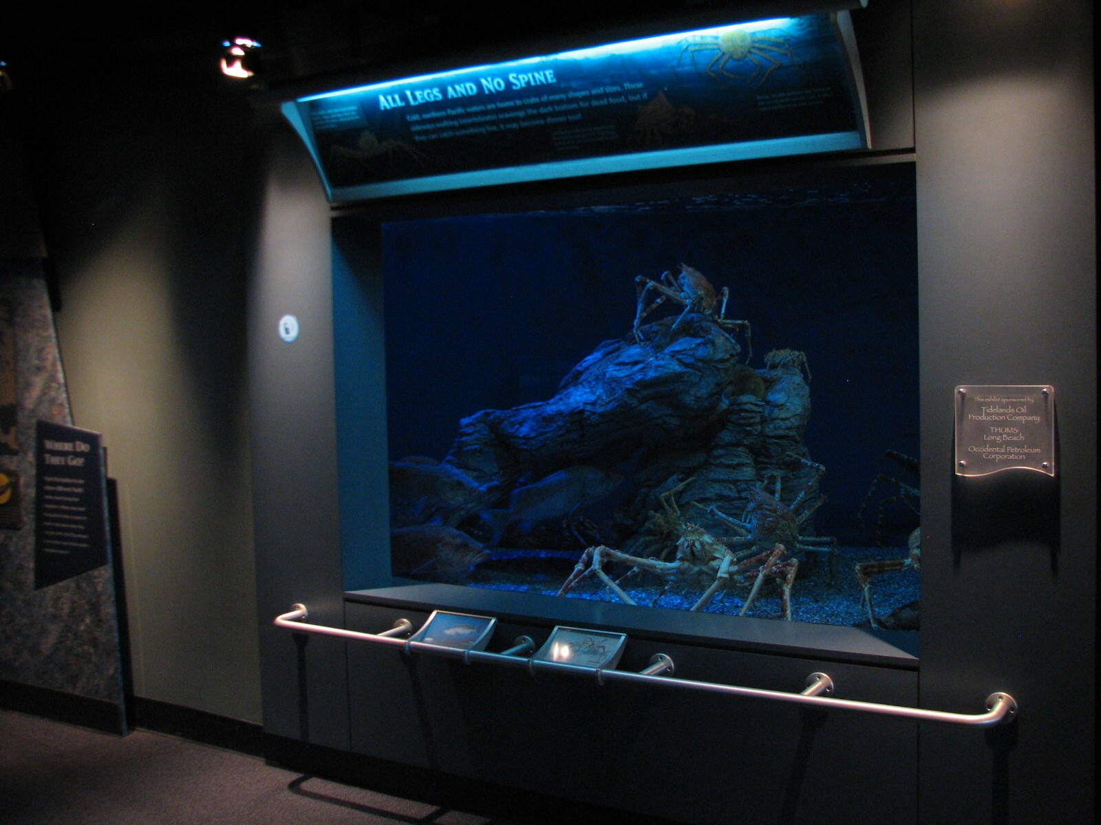 Northern Pacific Gallery - Giant Spider Crab Exhibit