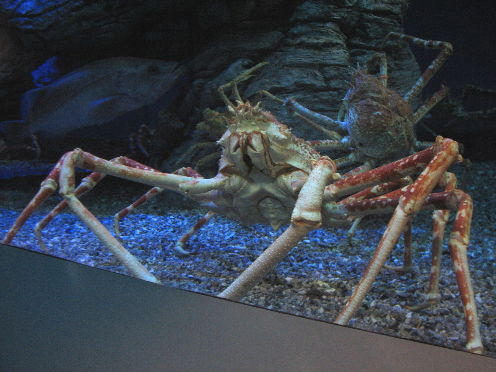 Northern Pacific Gallery - Giant Spider Crab