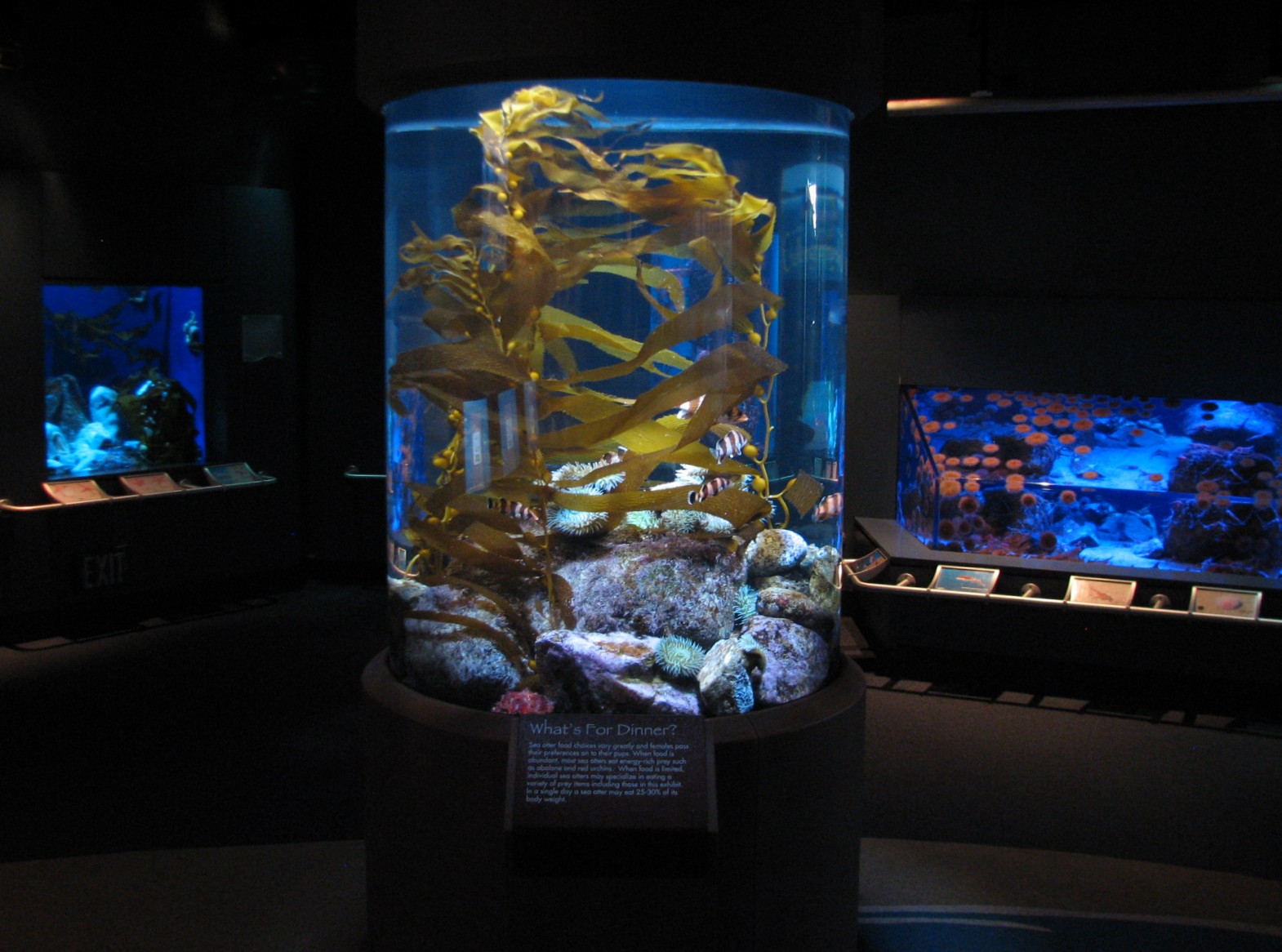 Northern Pacific Gallery - Otter Food Exhibit