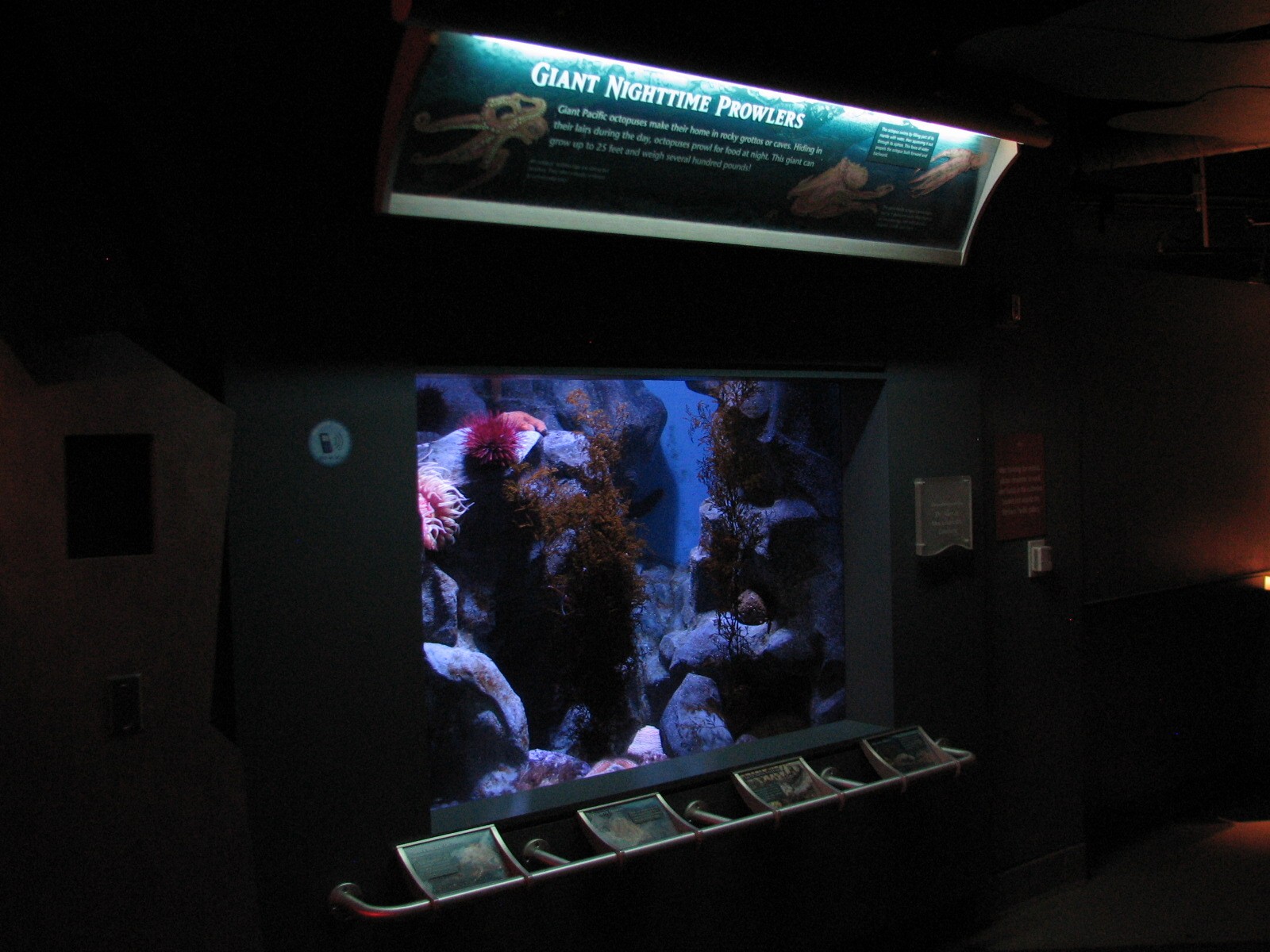 Northern Pacific Gallery - Pacific Giant Octopus Exhibit