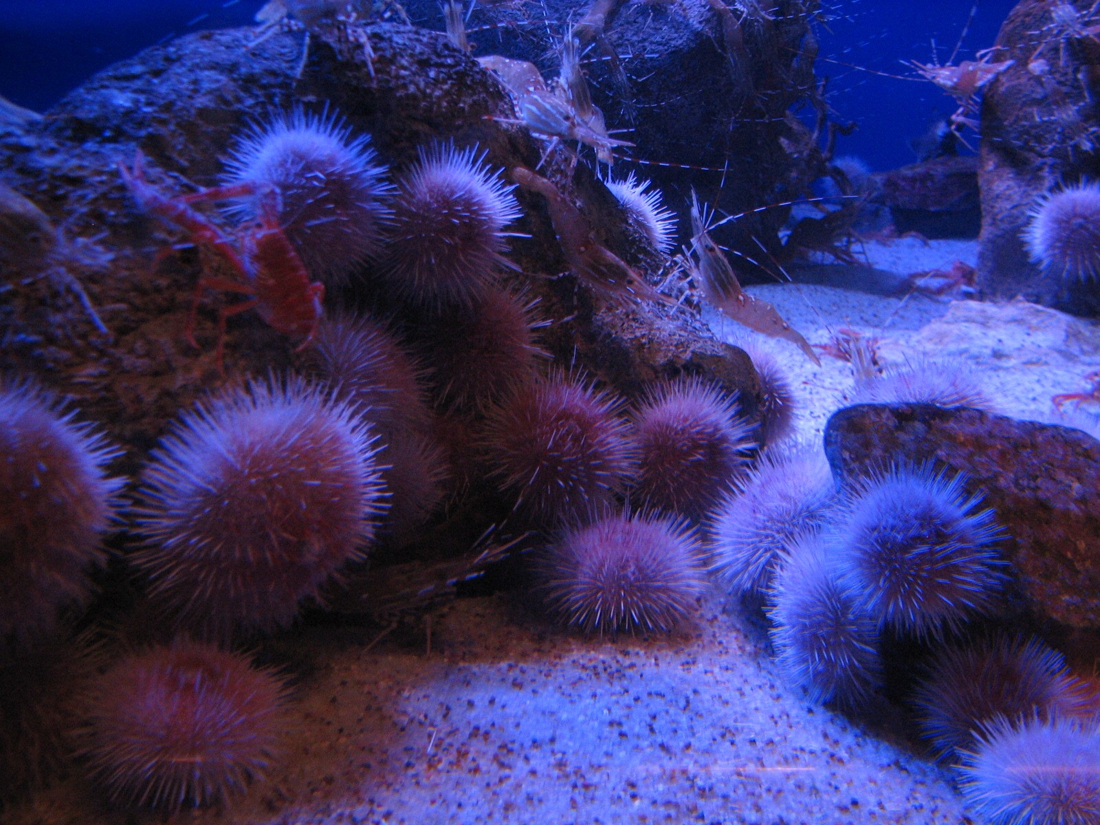 Northern Pacific Gallery - Sandy Bottom Exhibit - Fragile Urchin