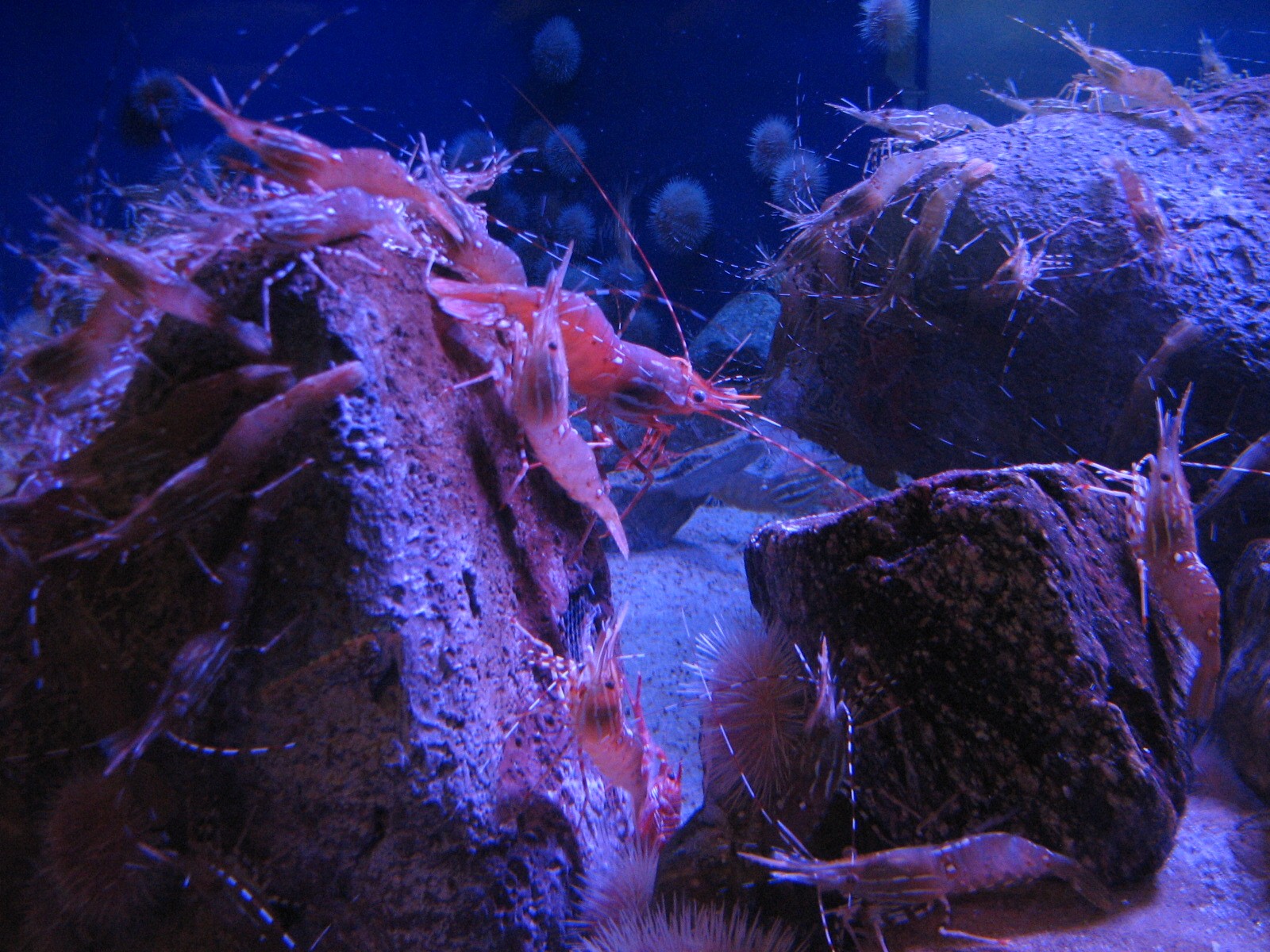 Northern Pacific Gallery - Sandy Bottom Exhibit - Spot Prawn