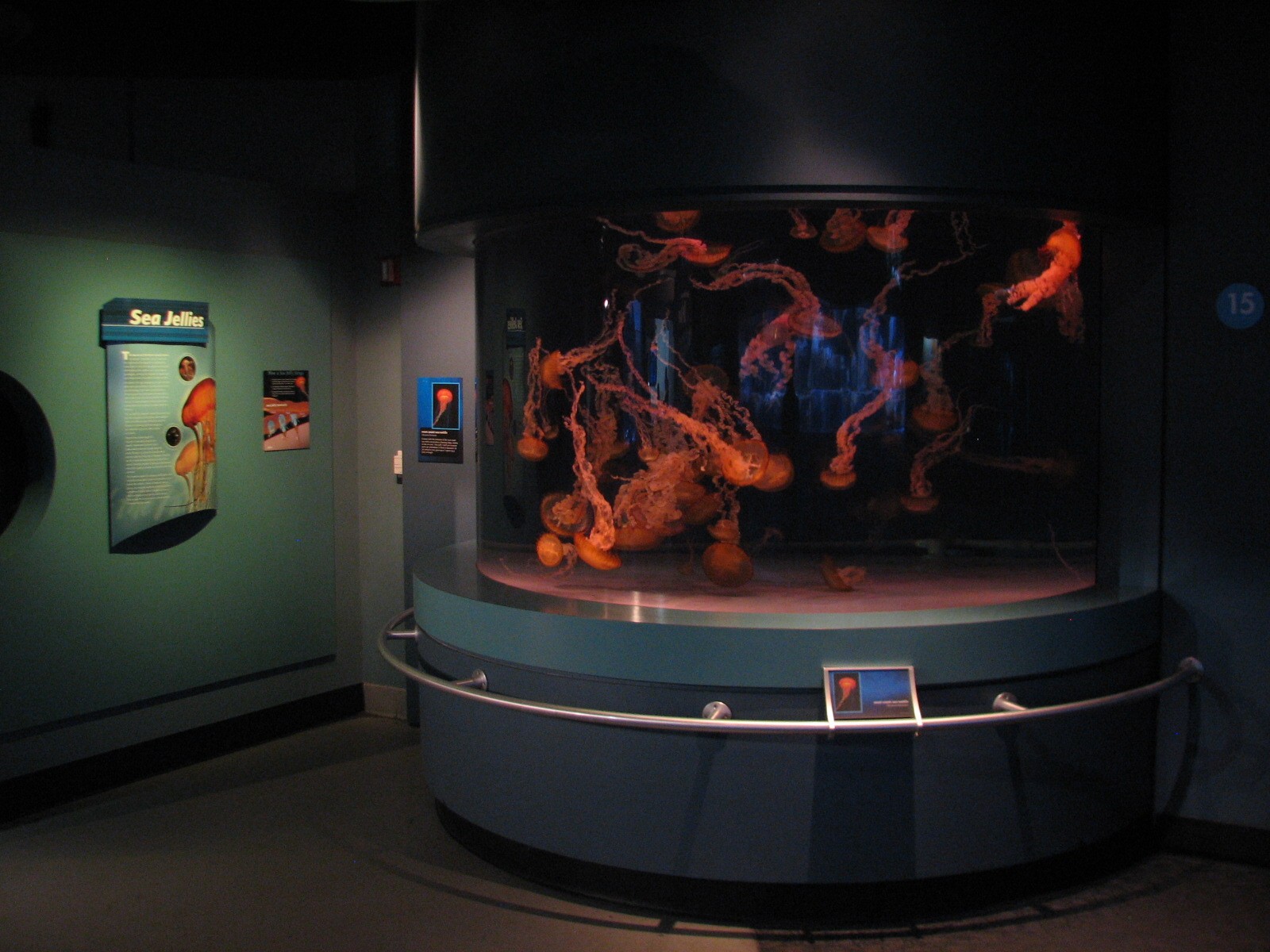 Northern Pacific Gallery - Sea Jellies Exhibits - West Coast Sea Nettle Exh