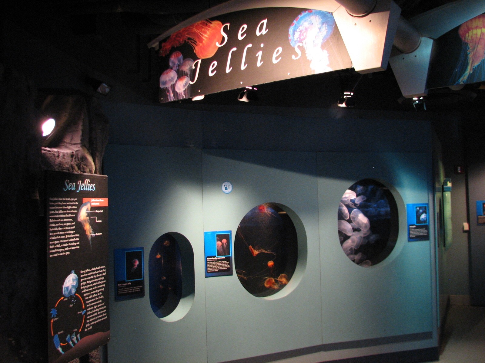 Northern Pacific Gallery - Sea Jellies Exhibits