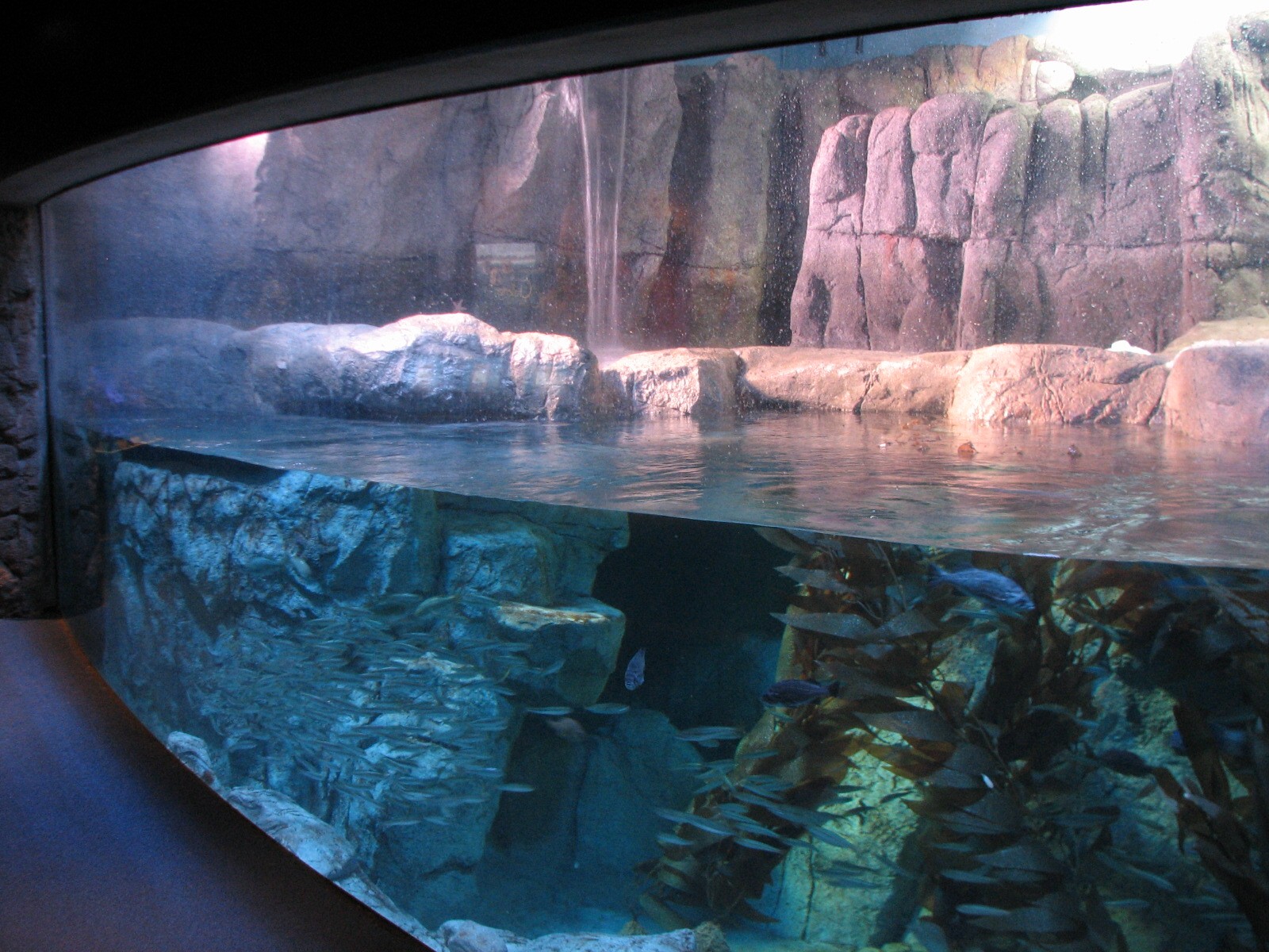 Northern Pacific Gallery - Sea Otter Exhibit